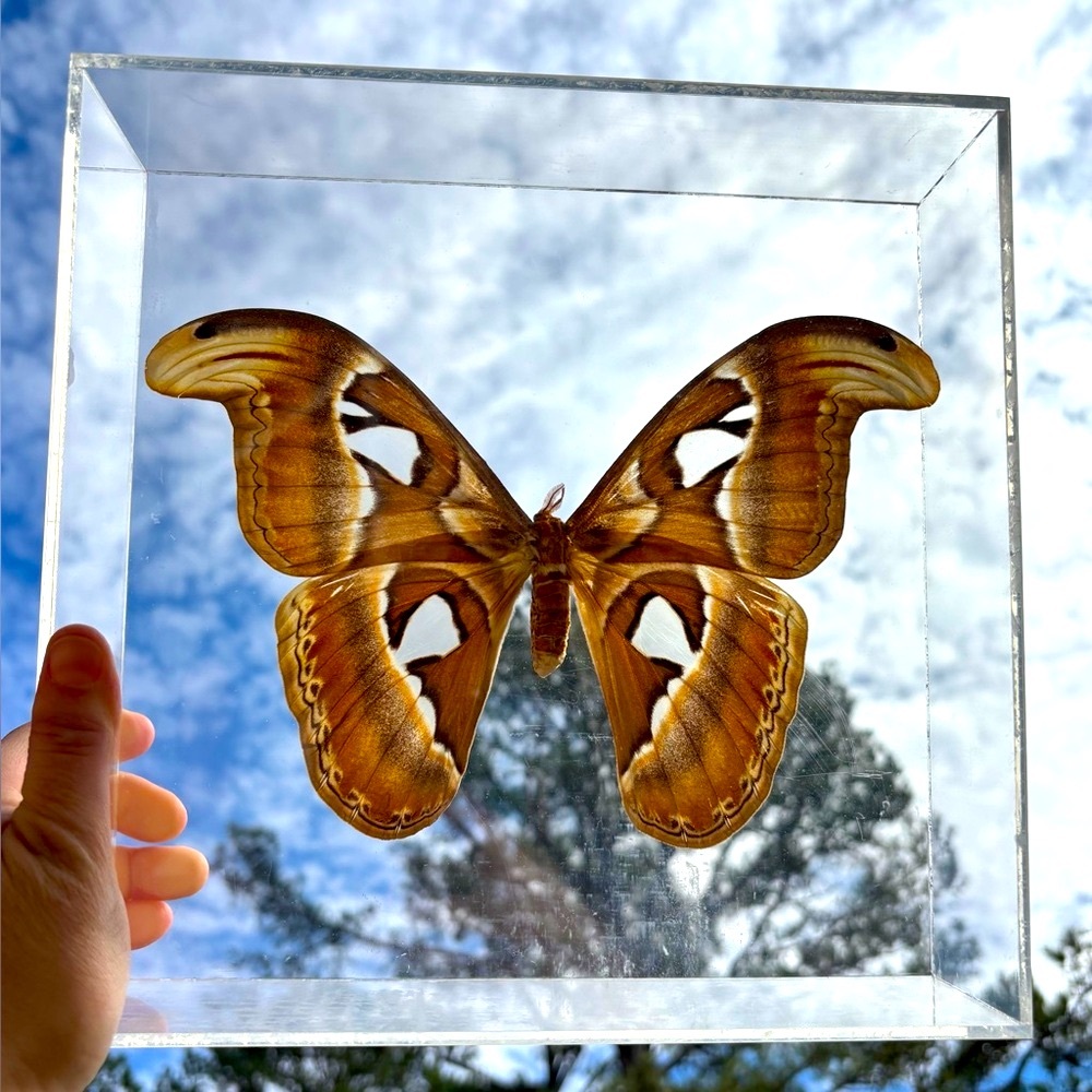 Unique plexiglass encased moth/butterfly.